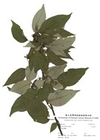 藏品(台東莢蒾)的圖片